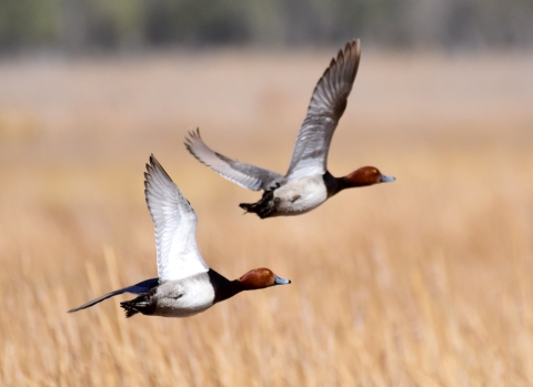 Redhead ducks in flight over grasses