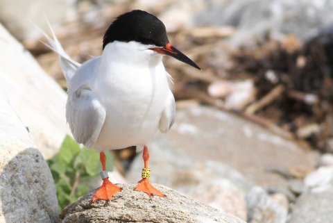 An image of a tagged roseate tern