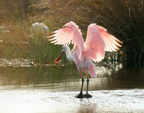 A large pink wading bird with a wide bill standing in shallow water
