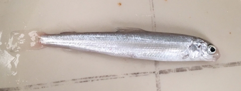 Juvenile Round whitefish mortality (approximately 3 inches in length). The fish is cylindrical in shape, with uniform silvery scales.