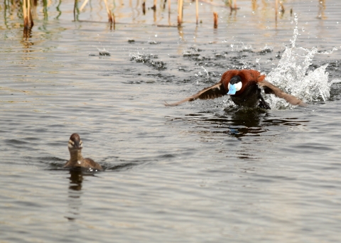 Ruddy duck taking flight 