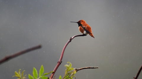 A tiny rust-colored bird called a rufous hummingbird perches on a twig at Oregon Islands National Wildlife Refuge.