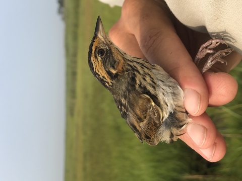 Refuge biologist holds a saltmarsh sparrow