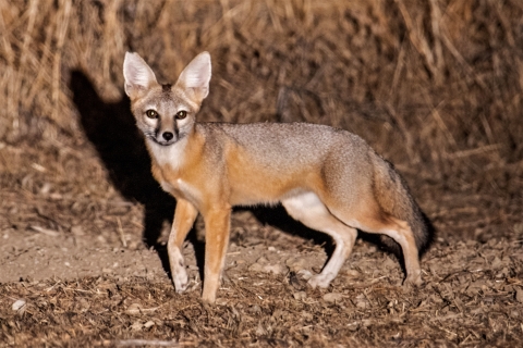 A brown and gray fox with giant ears and a black nose slowly walks past