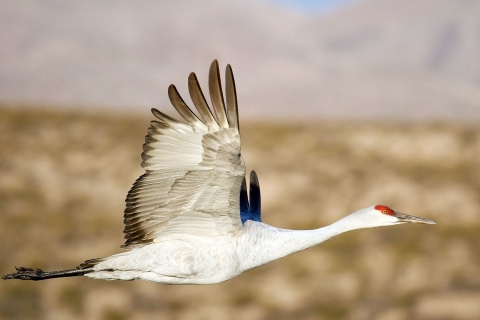 A large, outstretched white bird with gray-ish wings and a red crown on its head soars gracefully