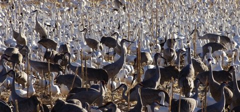 Hundreds of gray cranes and white geese standing in a cluster