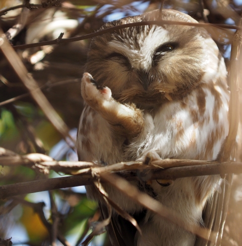 A close-up of a white-and-light-brown owl peering through vegetation and almost appearing to wave with one of its claws