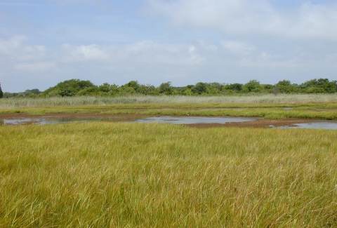 An open marsh of cordgrass