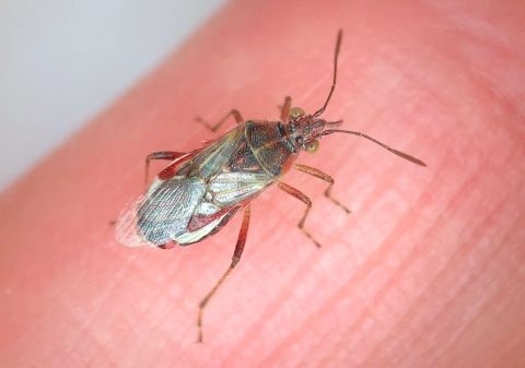 A close-up of a tiny insect with six legs, two eyes, two antennae and translucent wings standing on a person's finger