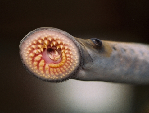 The mouth of a sea lamprey - a large oral sucking disk full of sharp, horn-shaped teeth--makes the animal an efficient killer of fish..