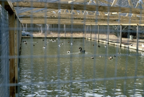 A diverse group of captive waterfowl swim in a large enclosure