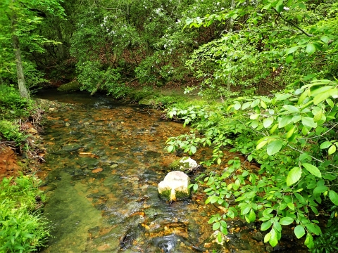 A small stream with riparian vegetation and cobble substrate