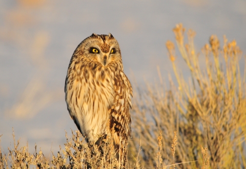 A tan owl perched on brown prairie vegetation