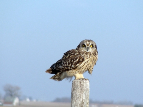 A short-eared owl fluffs its feathers to defend against winter winds at Neal Smith National Wildlife Refuge in Iowa.