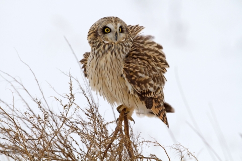 A short-eared owl fluffs up its feathers to defend against chill winds near Patoka River National Wildlife Refuge in Indiana. 