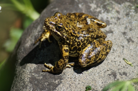 an olive green and yellow frog sits sunning itself on a rock