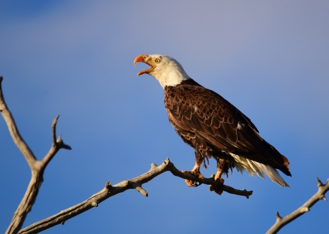 Adult Eagle 