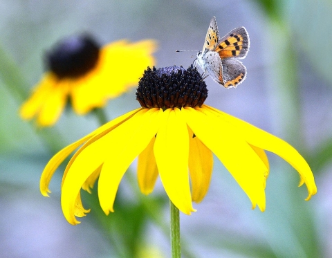 A small orange-and-black butterfly on a flower with a dark brown center and yellow petals