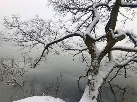 A winter scene of a large, leave-less, snow-covered tree branch hanging out over what looks like very cold water