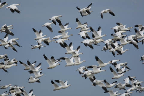 More than two dozen white geese with black wingtips flying together in a blue sky