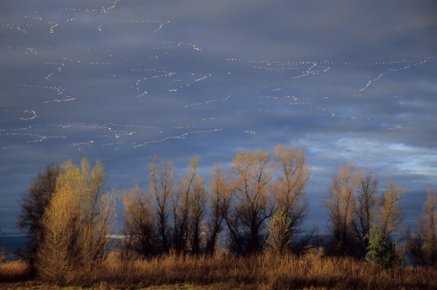 Beautifully lit brown trees are in the foreground as several skeins of white geese flying in an ominous, cloudy blue-gray sky