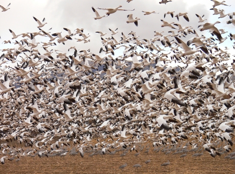 A large flock of white snow geese lifts off into flight at Bosque del Apache National Wildlife Refuge in New Mexico.