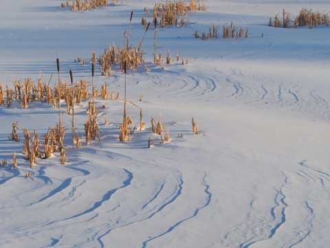 Wavy, windswept snow with brown marsh vegetation protruding through it at various places