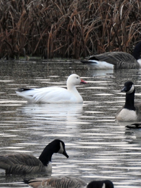 Snow Goose 