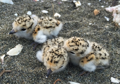 A close up of three snowy plover chicks in the sand. They are fluffy white and brown with black speckles.