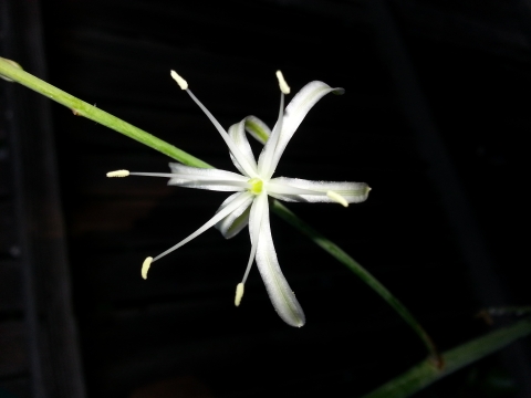 A delicate white flower with 6 narrow petals and 6 long stamens.