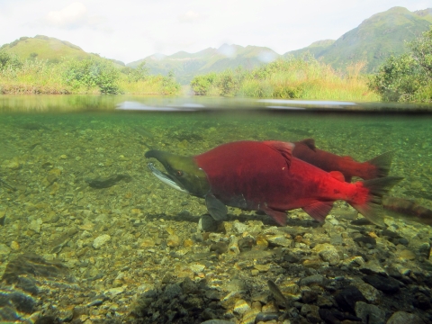 Two bright red fish --sockeye salmon -- swim in a stream surrounded by mountains at Kodiak National Wildlife Refuge in Alaska.