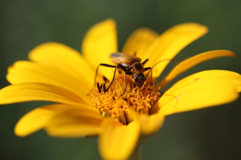 A tannish-brown beetle on a yellow flower