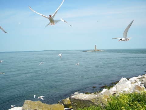 Roseate Terns flying off the coast