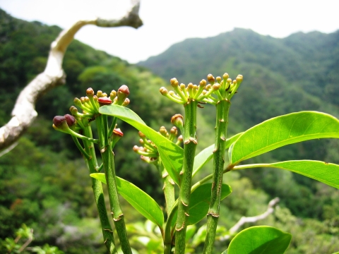 The large-leafed Hawaiian wildflower tetraplasandra lydgatei has the Hawaiian name Ohe.