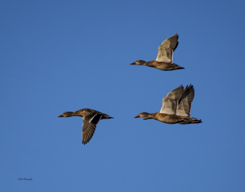 Ducks flying in a clear blue sky.