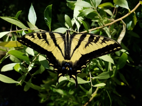 A yellow butterfly with black stripes spreads its wings wide.