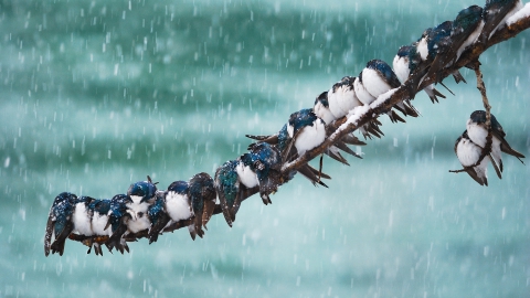 A long line of tree swallows huddle for warmth on a crowded branch in a snowstorm. 