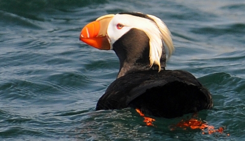 Tufted puffin swimming