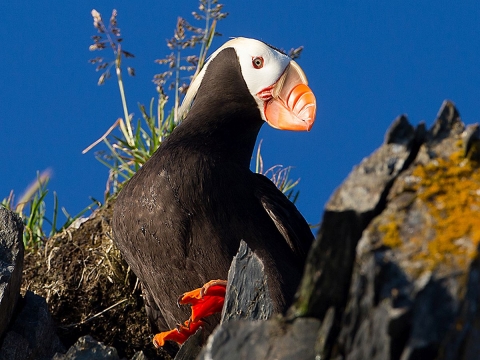 A black bird with a white head and orange bill and feet perched on a rocky ledge under a deep blue sky