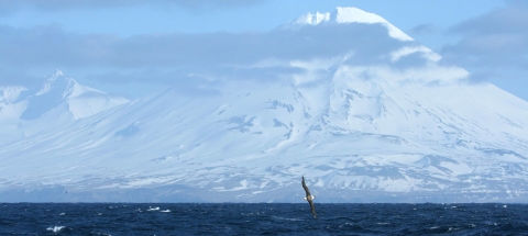 albatross flying with mountains in the background