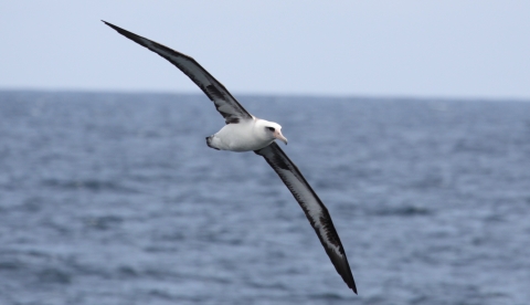 bird with long wings soaring over sea