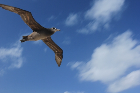 an albatross flies overhead