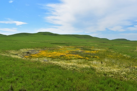 Flowers of various colors bloom in and around a drying vernal pool. Green grassy hills are in the background.