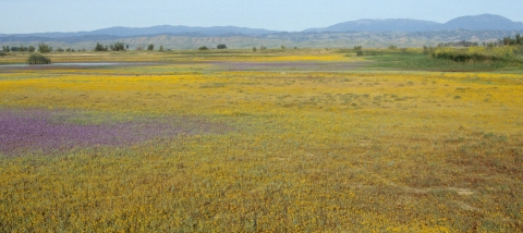A watery field of yellow and purple flowers with mountains on the horizon