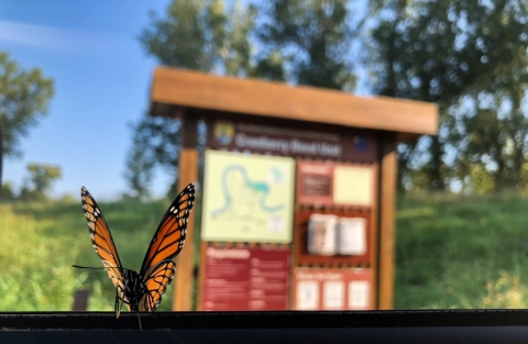 An orange-and-black butterfly perched on the edge of an open car window with a refuge information kiosk and map in the background 