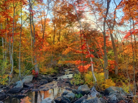 A rocky stream flowing through a forested area whose trees' autumn leaves are orange and yellow