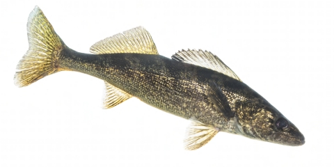 A slender fish against a white background with black and yellowish mottled pattern on its body
