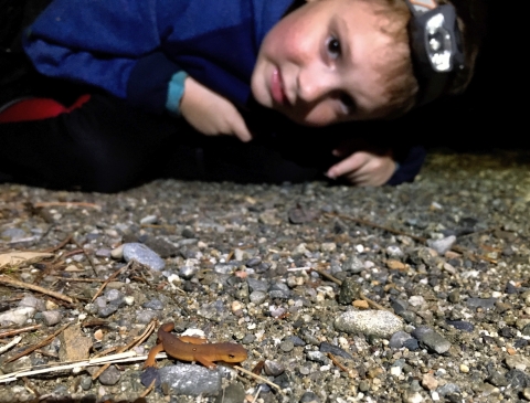 A young boy with a miner's flashlight on his head crouches down to ground level to watch a small orange newt walk on a gravel road