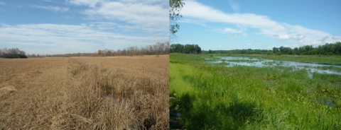 Ditched agricultural field on the left and same location after wetland restoration showing standing water and a variety of plant life.