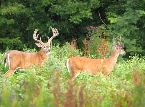 A side view of two tan deer with antlers in velvet standing in a meadow